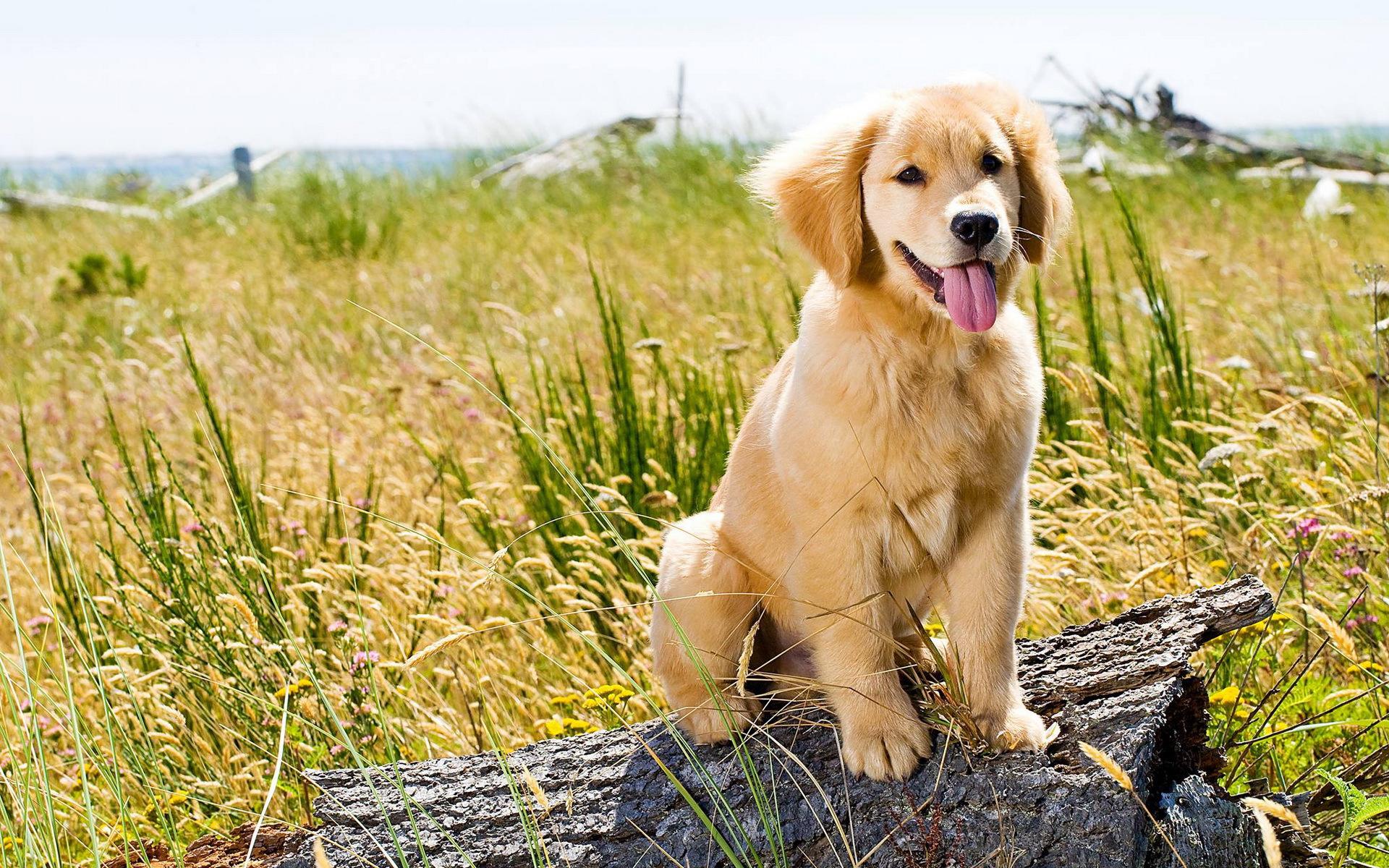 Hình nền chó con vàng: Hình nền chó con vàng chắc chắn sẽ đem đến niềm vui và sự thư giãn cho bạn trong suốt cả ngày. Hãy cùng xem những bức ảnh đáng yêu của những chú chó con vàng, để cảm nhận sự đáng yêu và thân thiện của chúng.