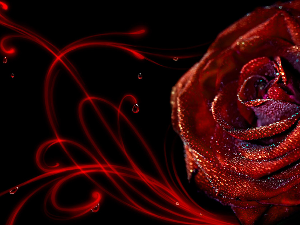 Wallpaper flowers fire rose images for desktop section разное  download