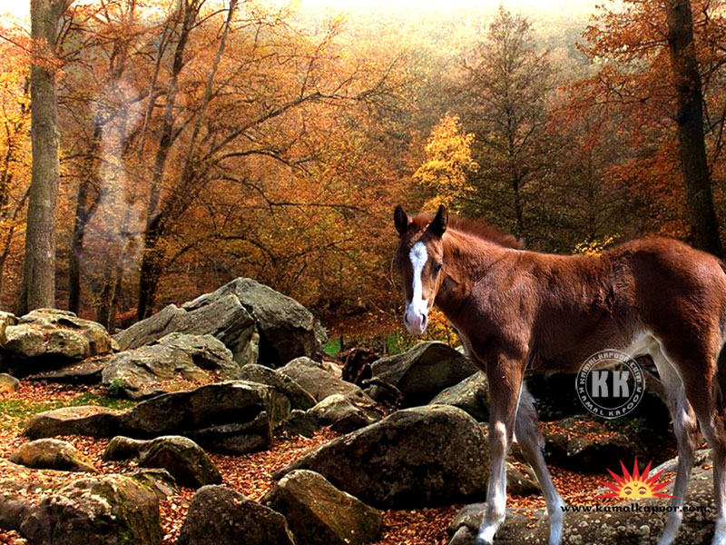 Animal wallpapers Animal Pics Free Desktop Wallpapers Download