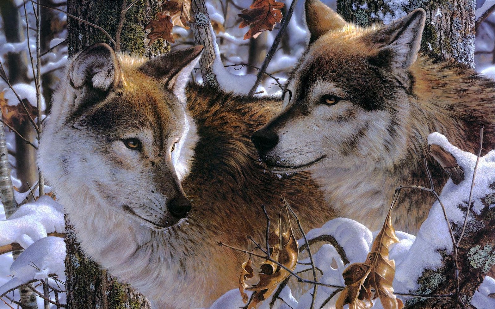 Portretfoto van twee wolven Bureaublad Achtergronden