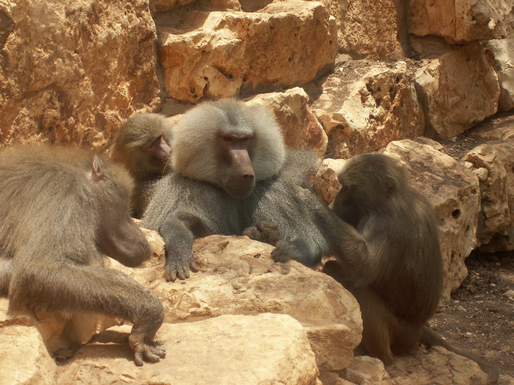 A group of baboons relaxing on a rocky outcrop