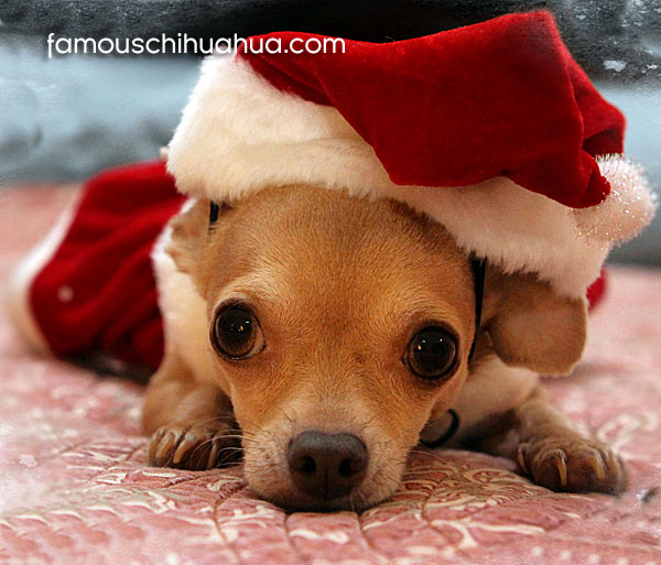 Featured Chihuahua Sites We Love
