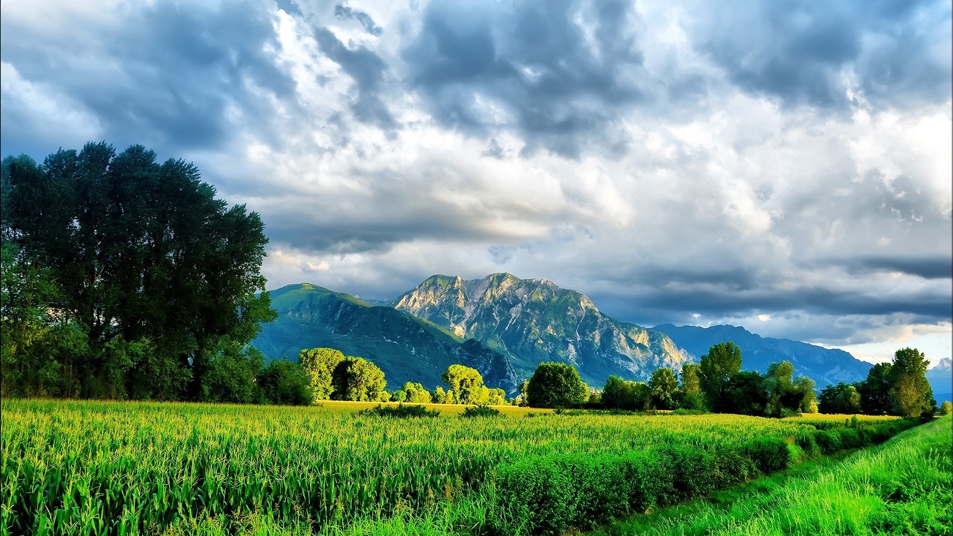 Green Nature Wallpaper