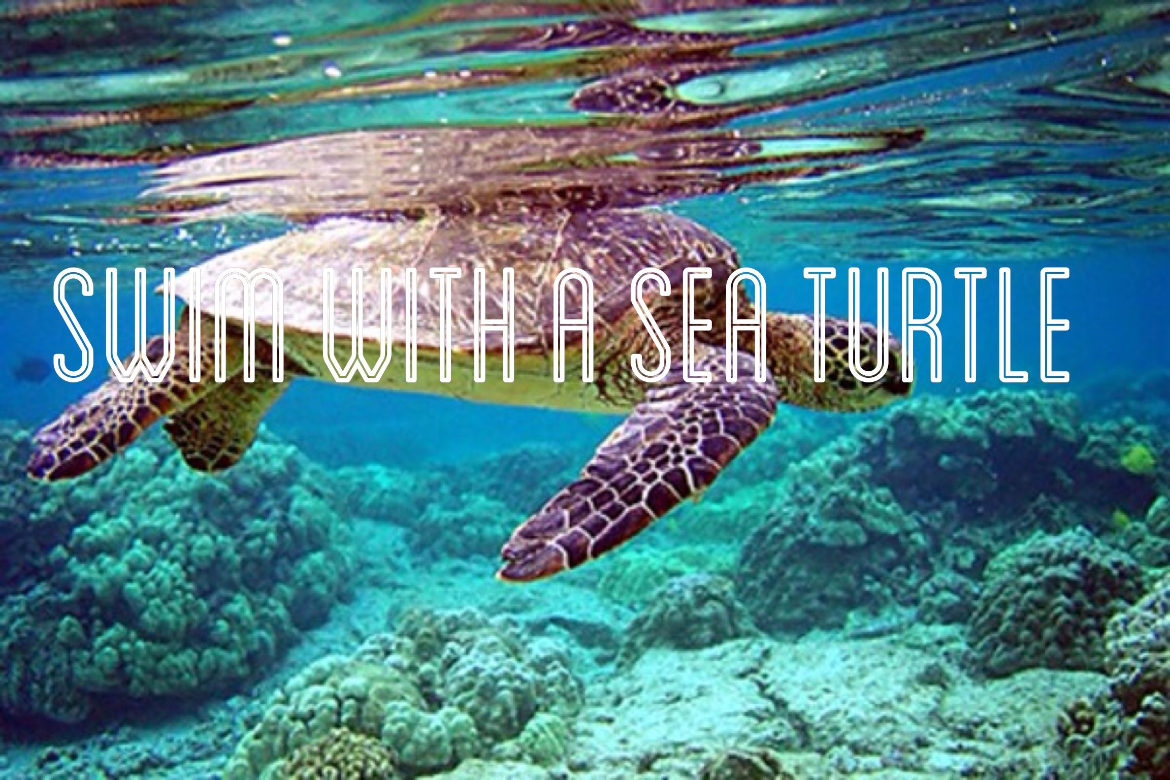 Swim With A Sea Turtle World Day Oceans Of The