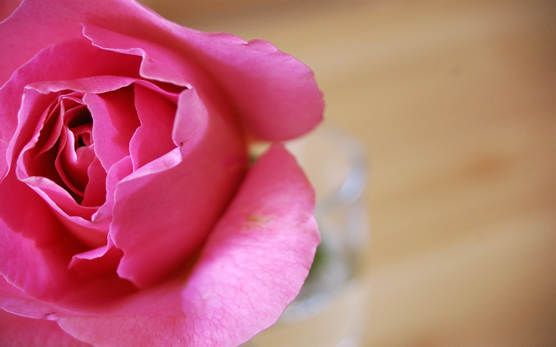Rose Flower Wallpaper Desktop Floral