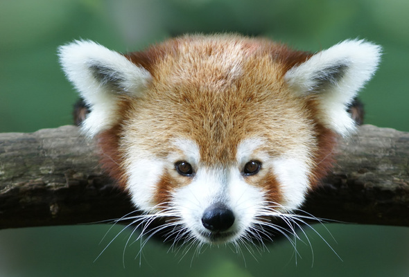 Wallpaper Panda Red Branch Desktop Animals