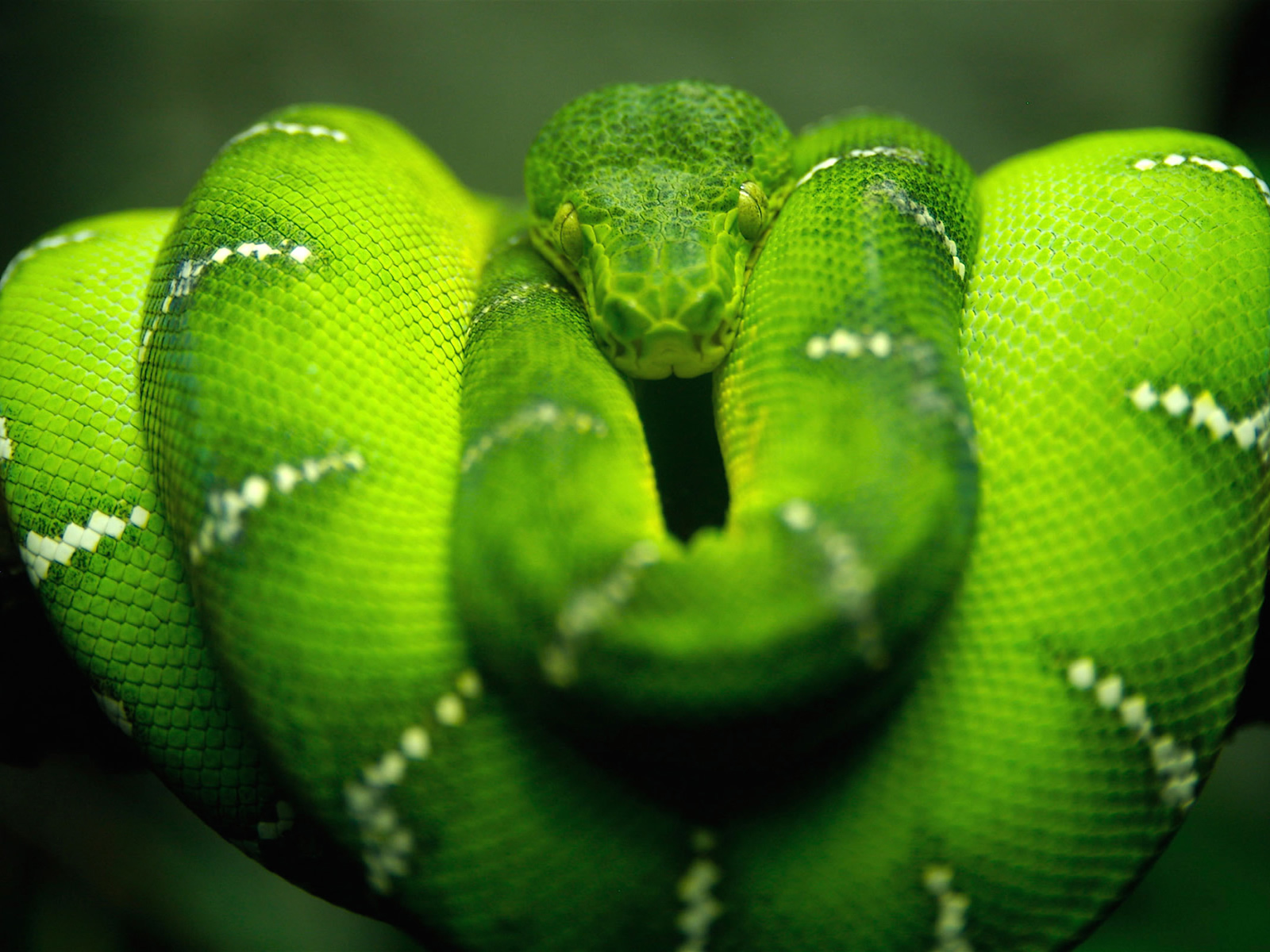 Top Desktop Snake Wallpaper HD Snakes Green Jpg