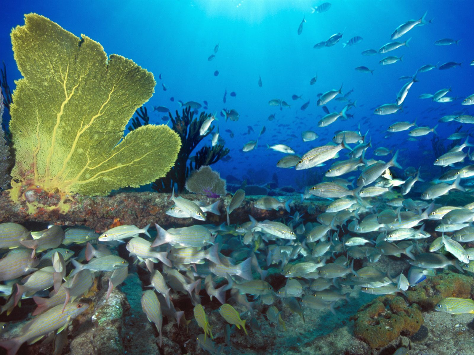 Underwater Wallpaper Beaches Rivers Oceans Photography Desktop