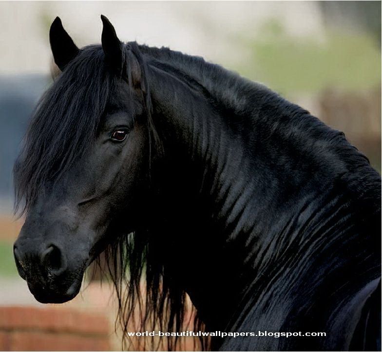 Friesian Horse Pictures Horses
