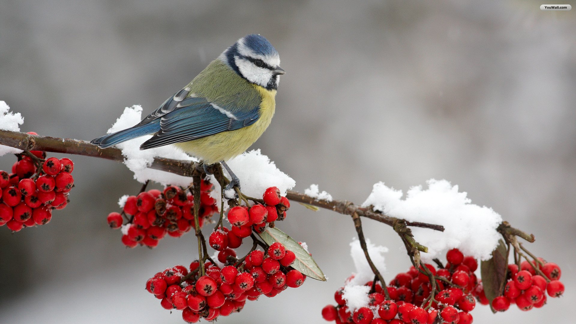 Winter Bird 1080p HD Wallpaper Widescreen Source