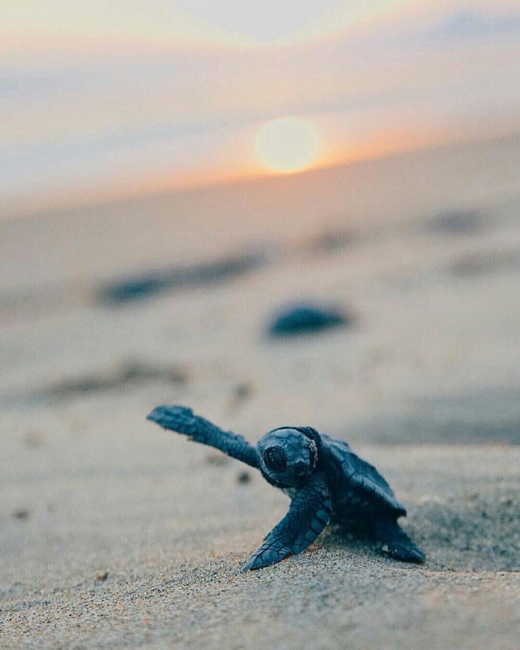 Baby Sea Turtles Wallpaper
