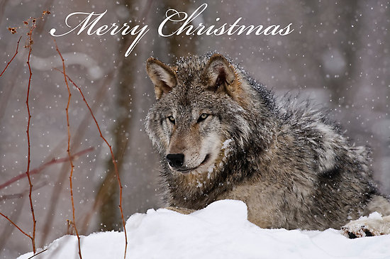 Michael Cummings Portfolio Christmas Card Timber Wolf