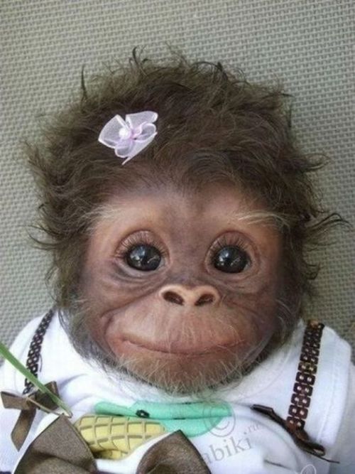 Baby Monkey 1funny