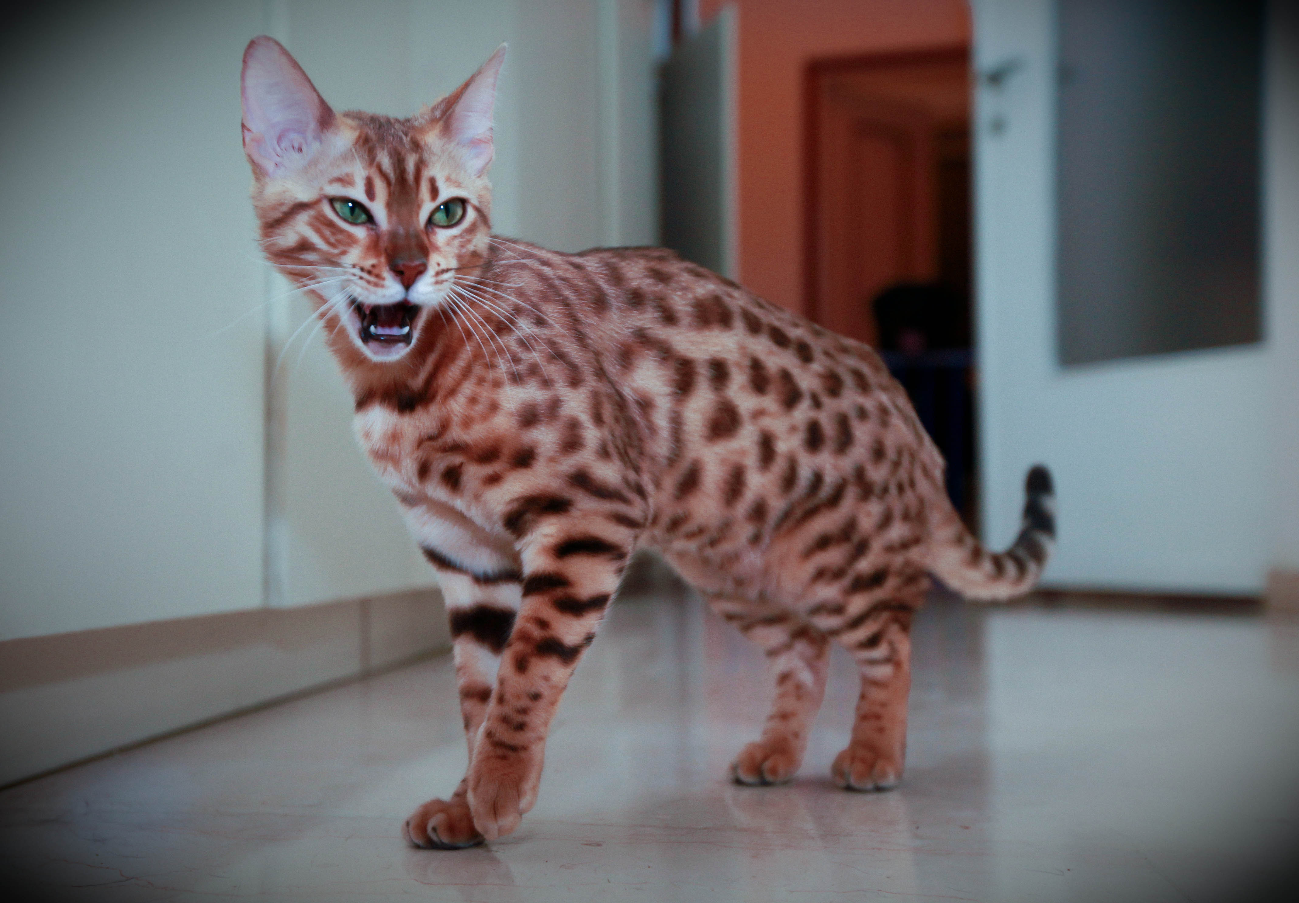 Bengal Cat Says Meow Wallpaper And Image Pictures