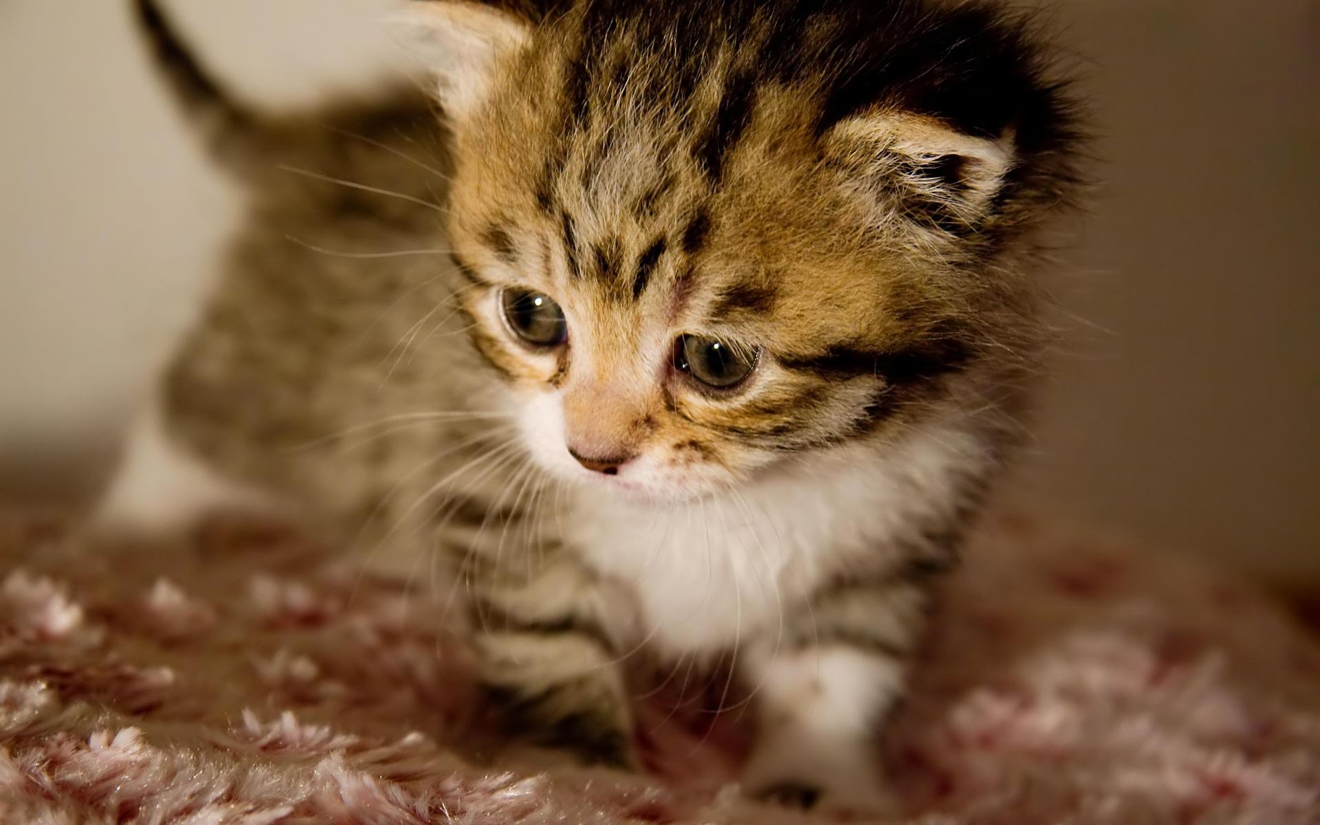 An adorable tabby kitten with large, expressive eyes sits on a soft, pink blanket. Its tiny paws and delicate features highlight its youth and vulnerability