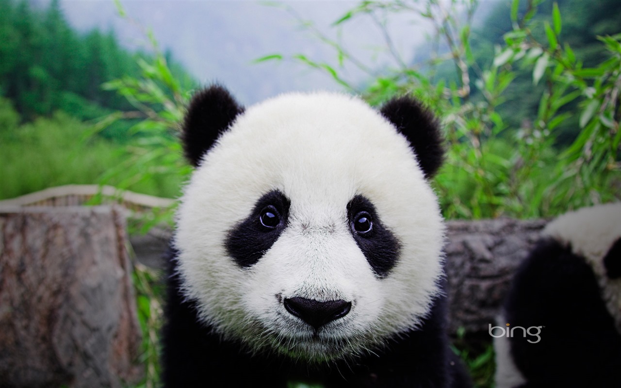 Bing Themes Panda Widescreen HD Wallpaper