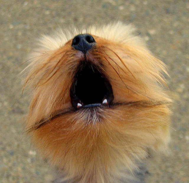 Yorkshire Terrier Howling