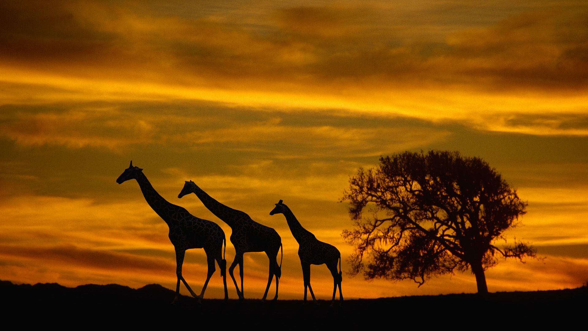 Savannah Wallpaper Top Background