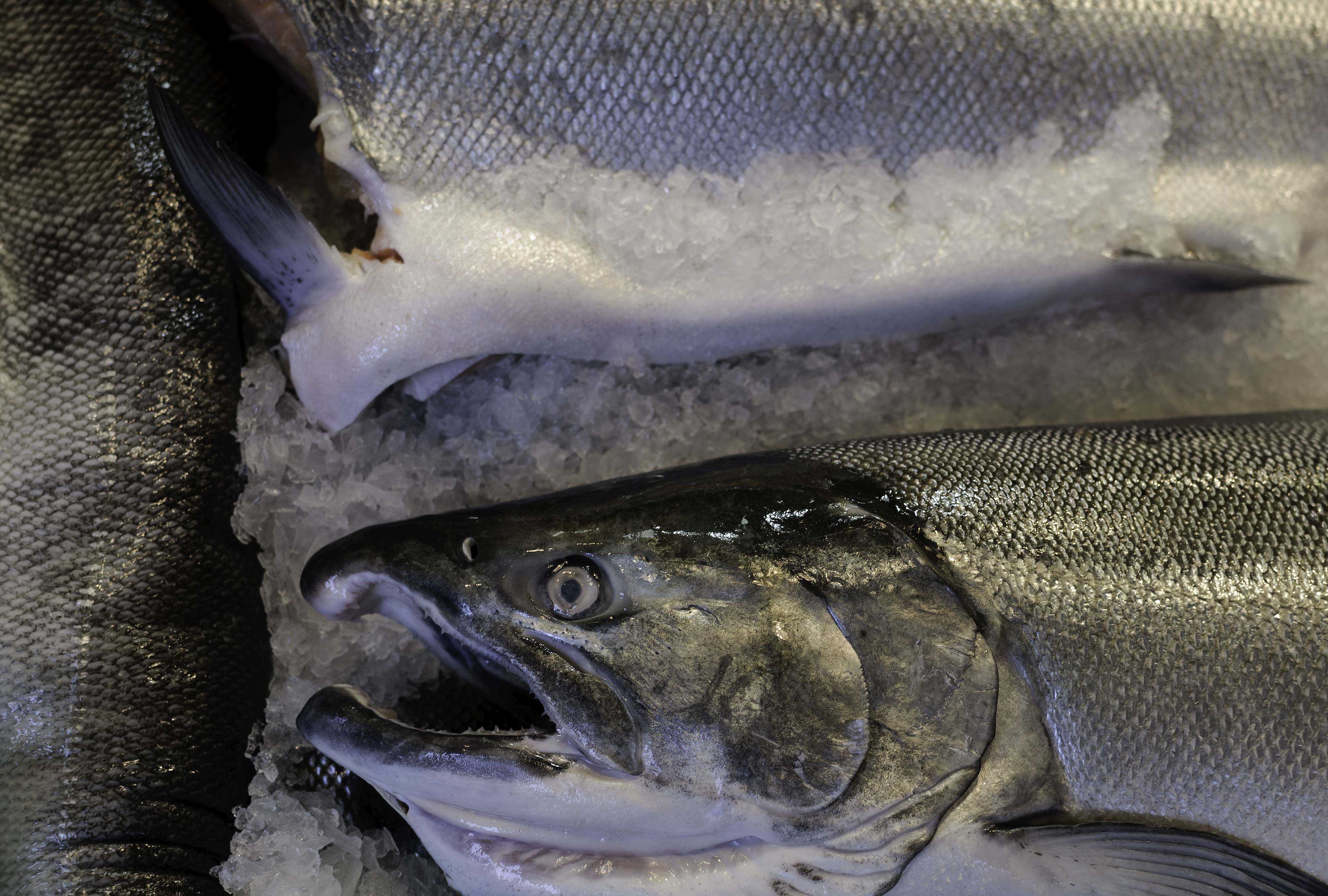 Whole And Filleted Chinook Salmon Are Packed In Ice At Seafood Market