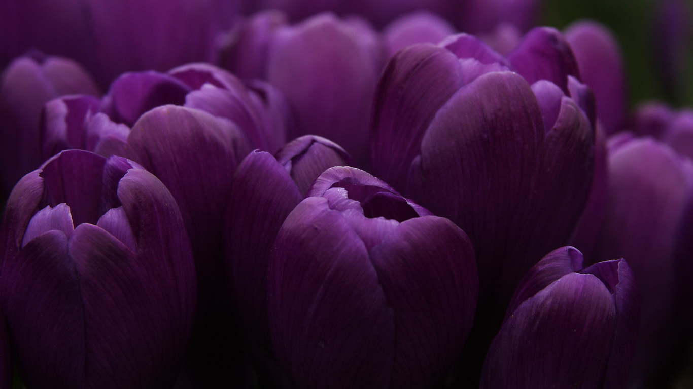 Wallpaper Tulips Purple Flowers Large On The Desktop