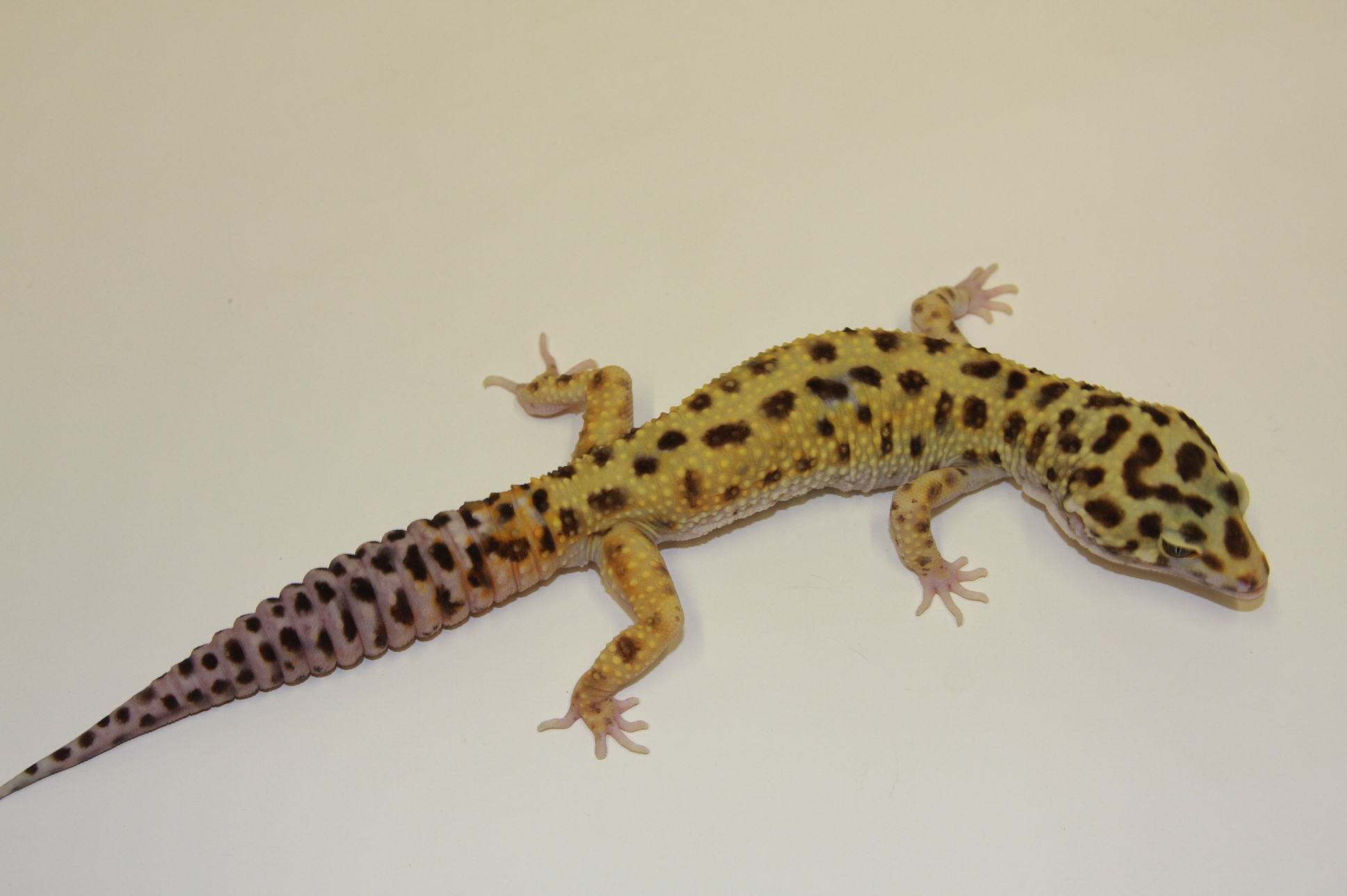 Wild Caught Leopard Gecko Wallpaper Size Amazingpict