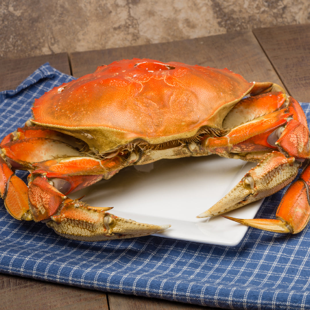 Dungeness Crab Wallpaper