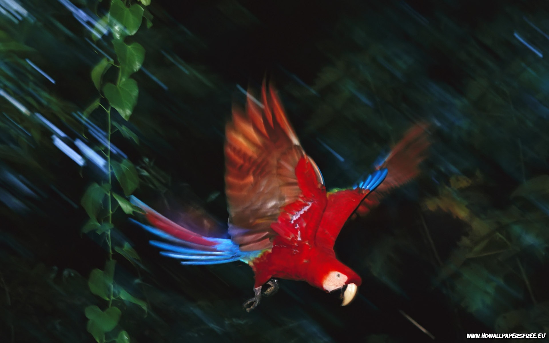Scarlet Macaw Wallpaper in 1920x1200 Resolution