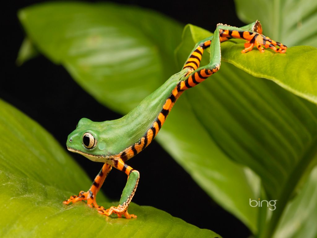 Jumping Frog Wallpaper All For