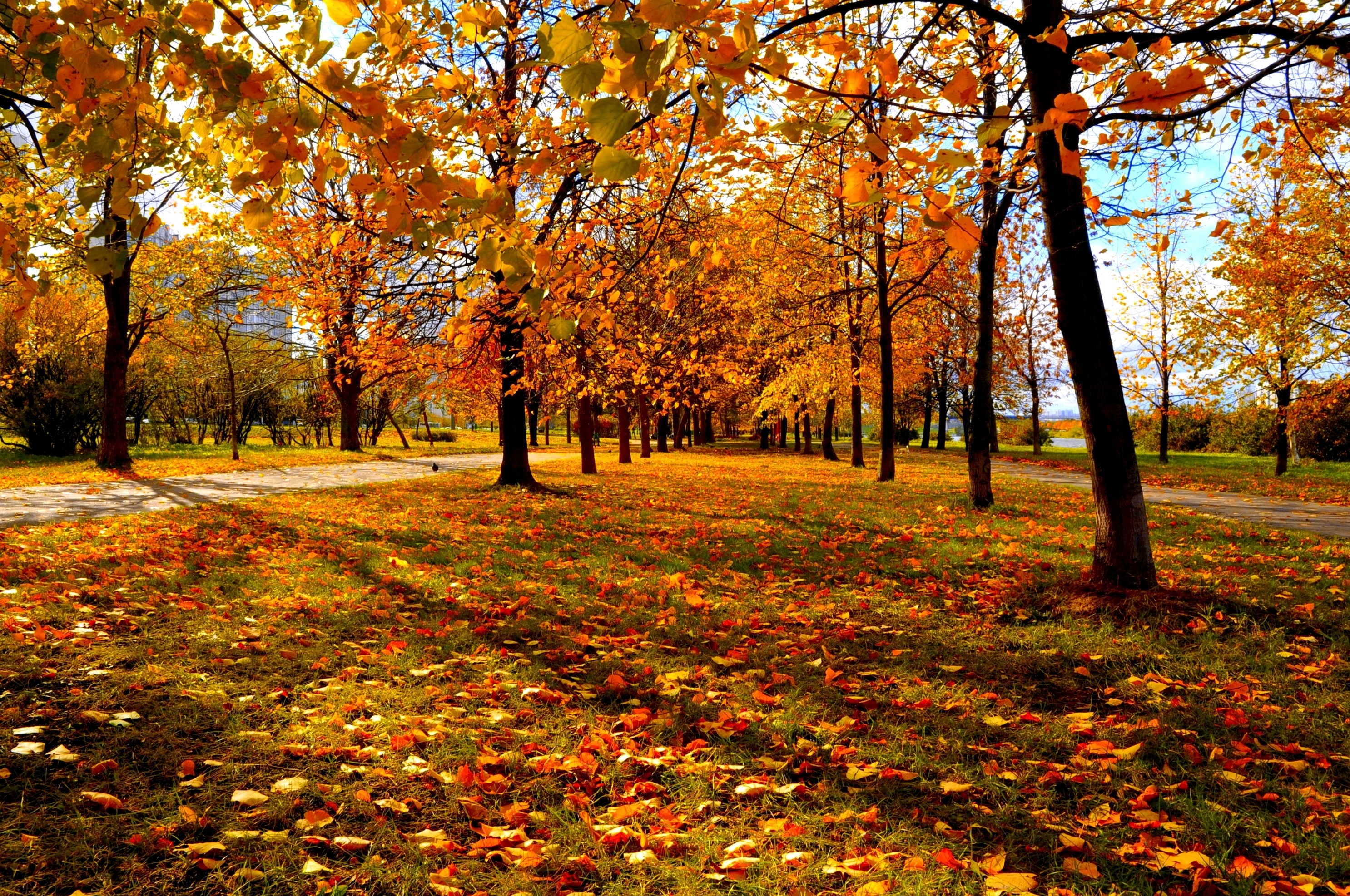 Trees autumn city park wallpaper 2972x1974 169371 WallpaperUP 2972x1974