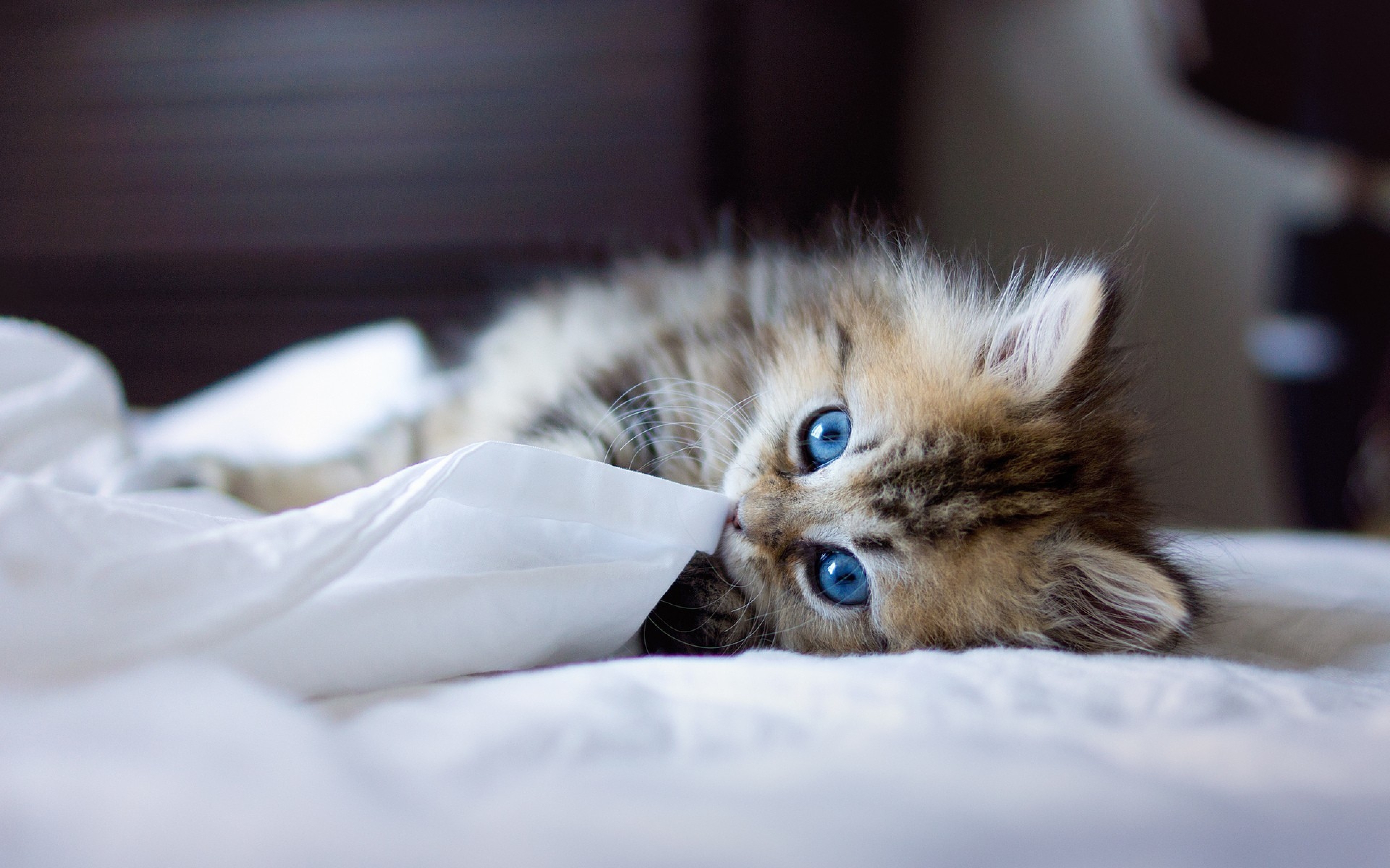 Kitten Blue Eyed Furry Blanket Playful Ultra HD 4k Background