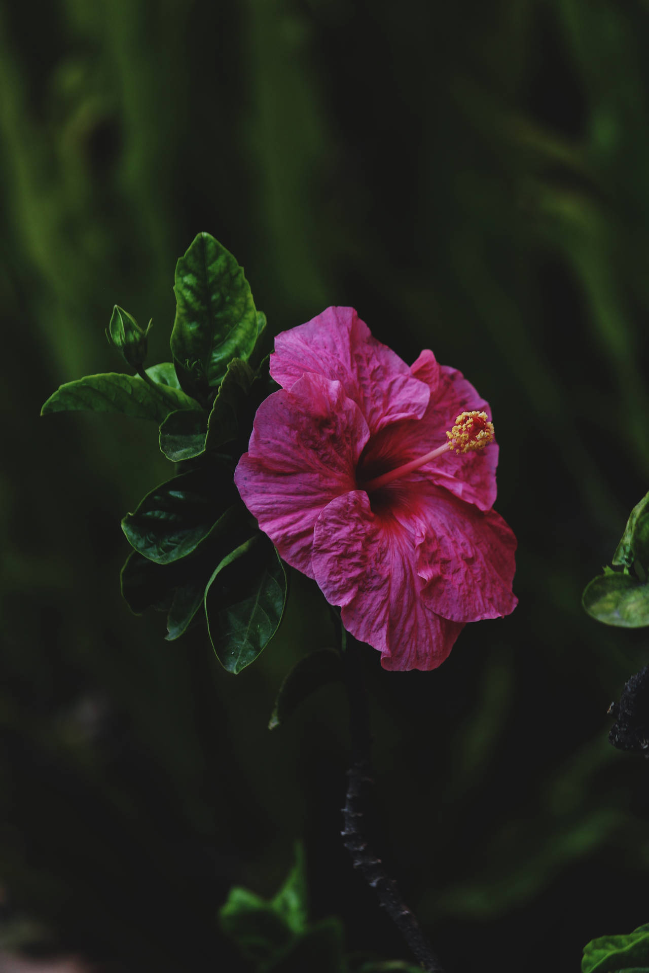 Flower Android Wallpaper