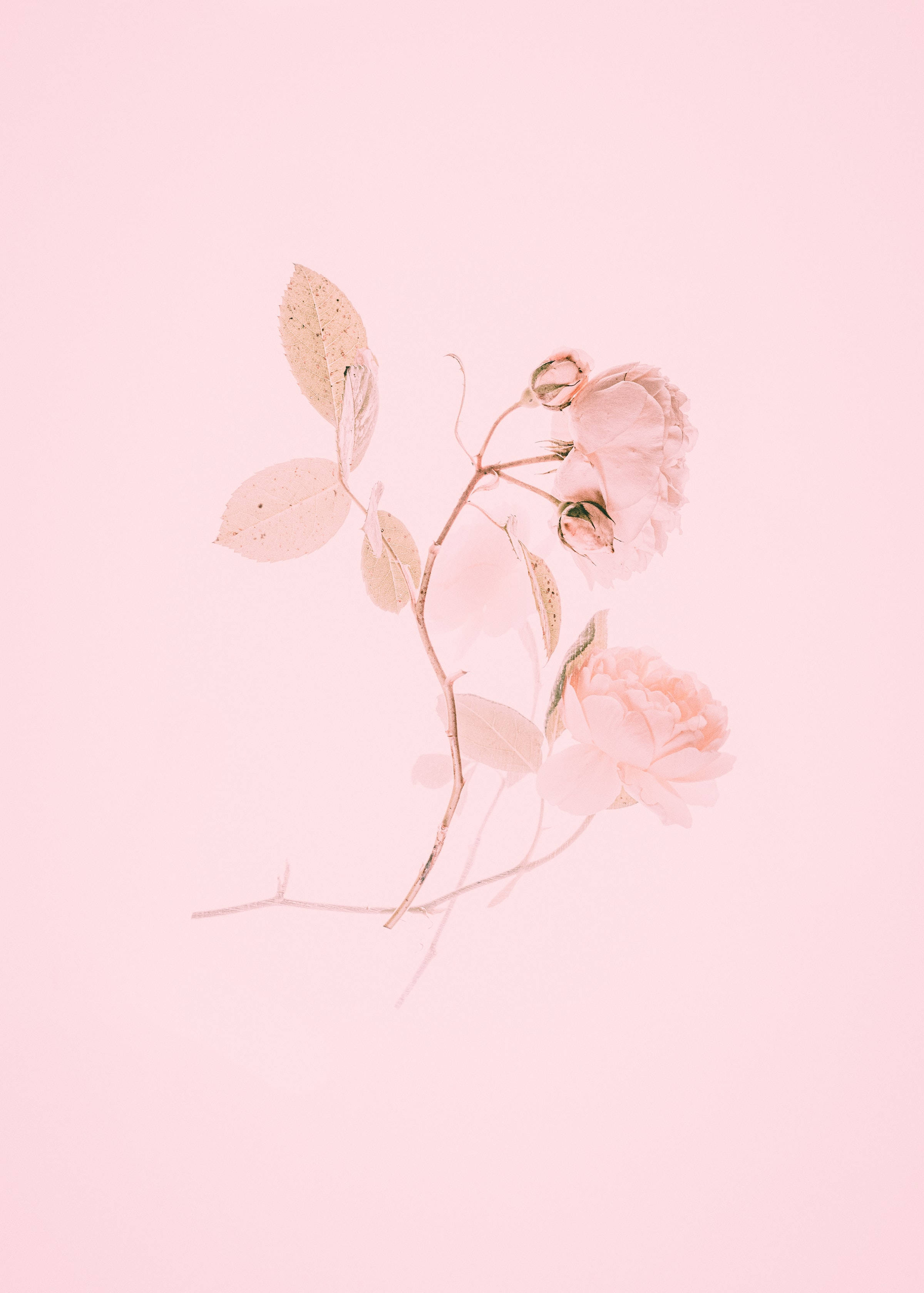 Cute Pink Aesthetic Wallpaper