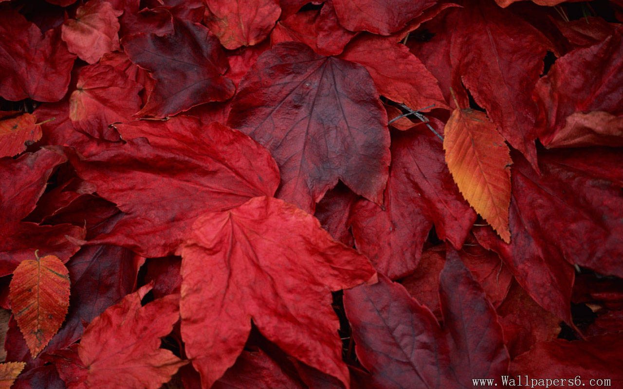 Wallpaper Red Maple Leaf