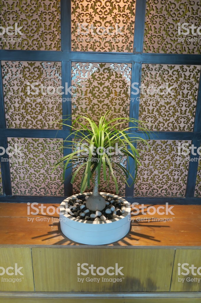 Image Of Zen Plant Indoor Ponytail Palm Houseplant Beaucarnea