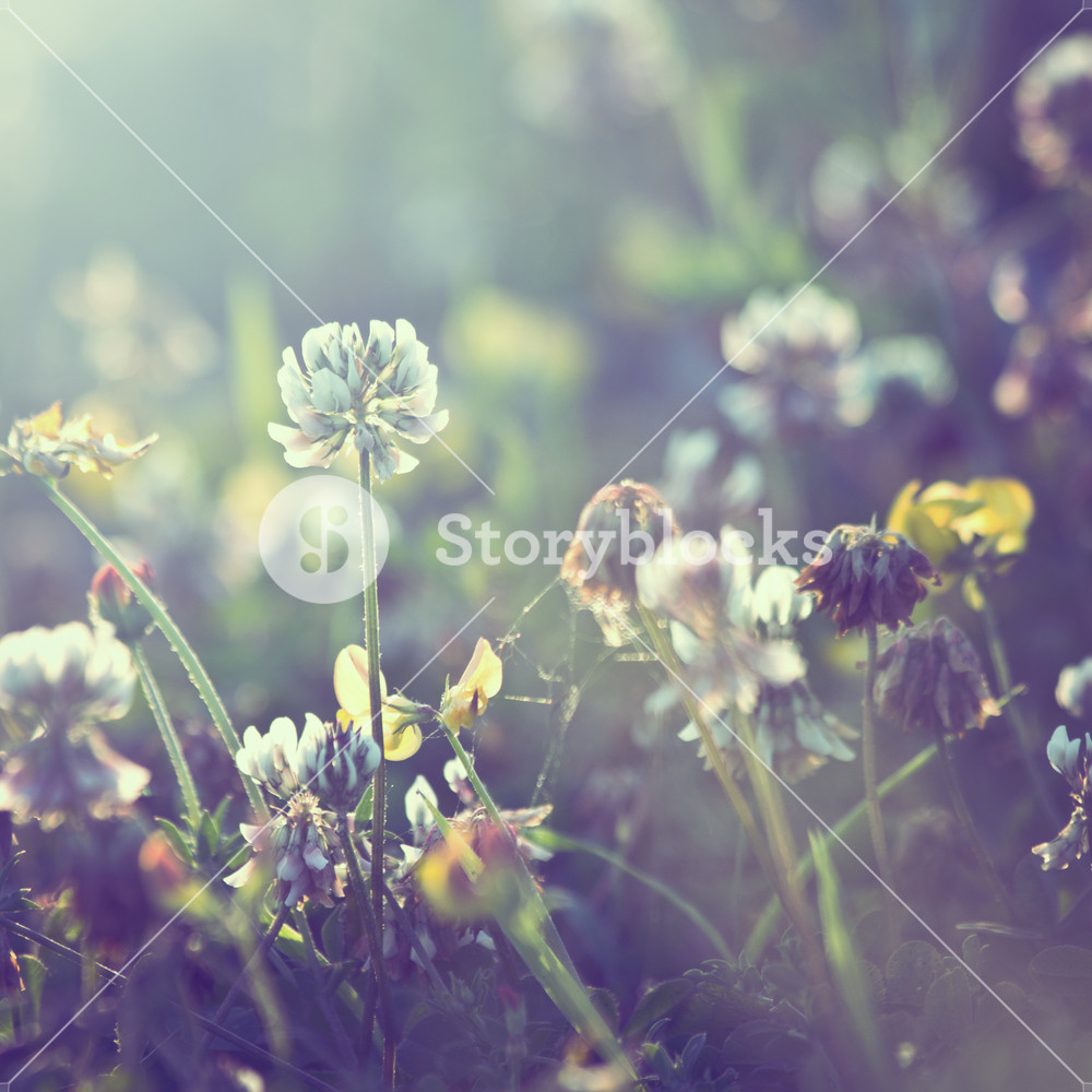 🔥 Free download vintage plants dandelions background Royalty Free Stock