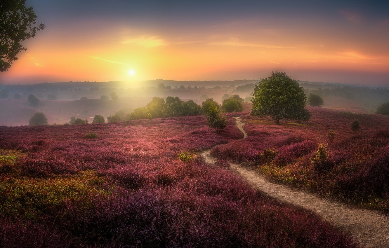Wallpaper Field Sunset Herman Van Den Berge The Veluwezoom