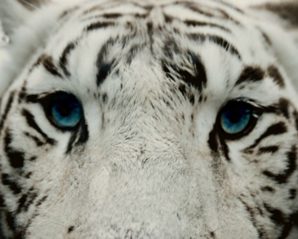 White Siberian Tiger Cubs With Blue Eyes Wallpaper Gallery