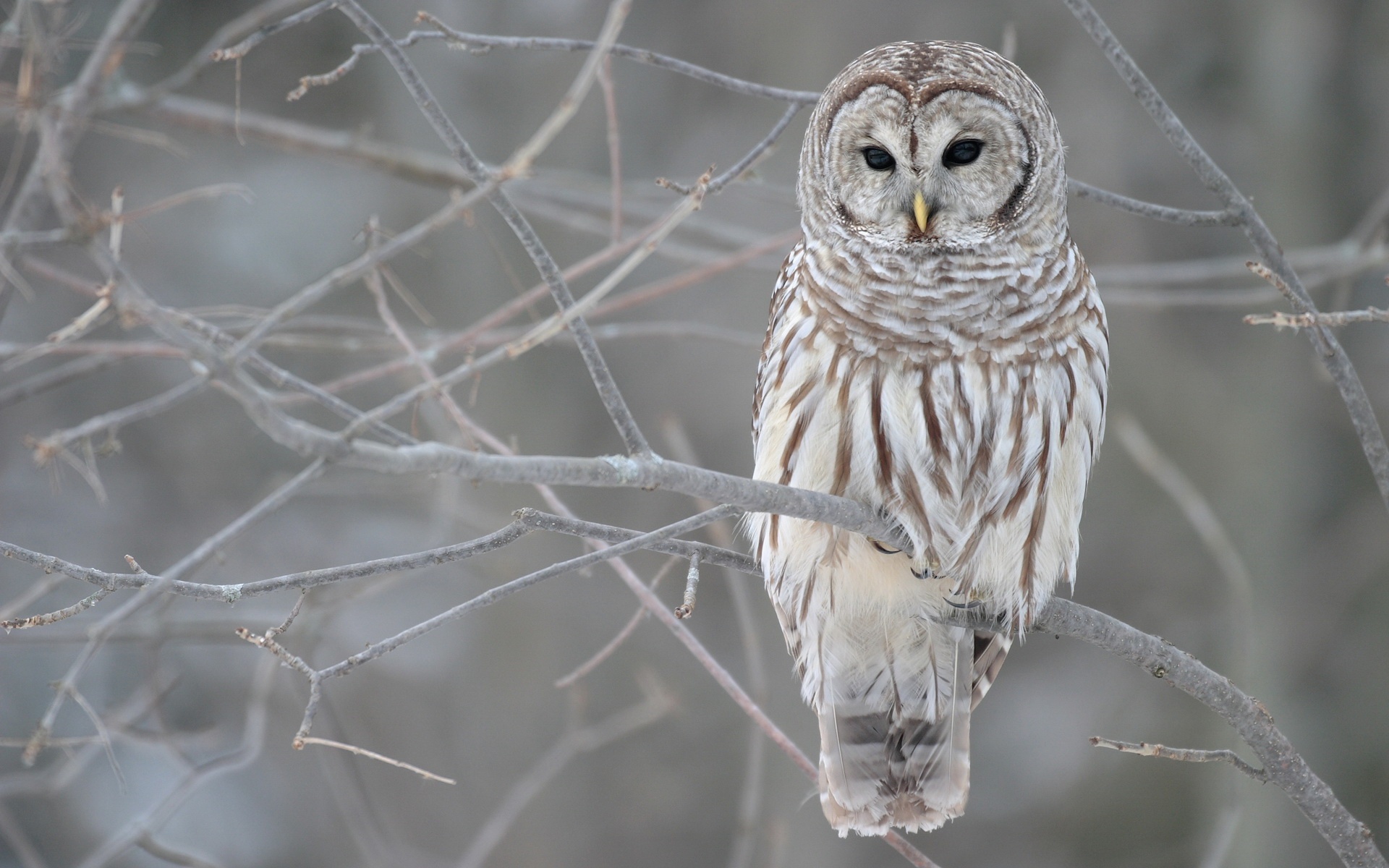 White Owl Tree Wallpaper Px Wallpaperest