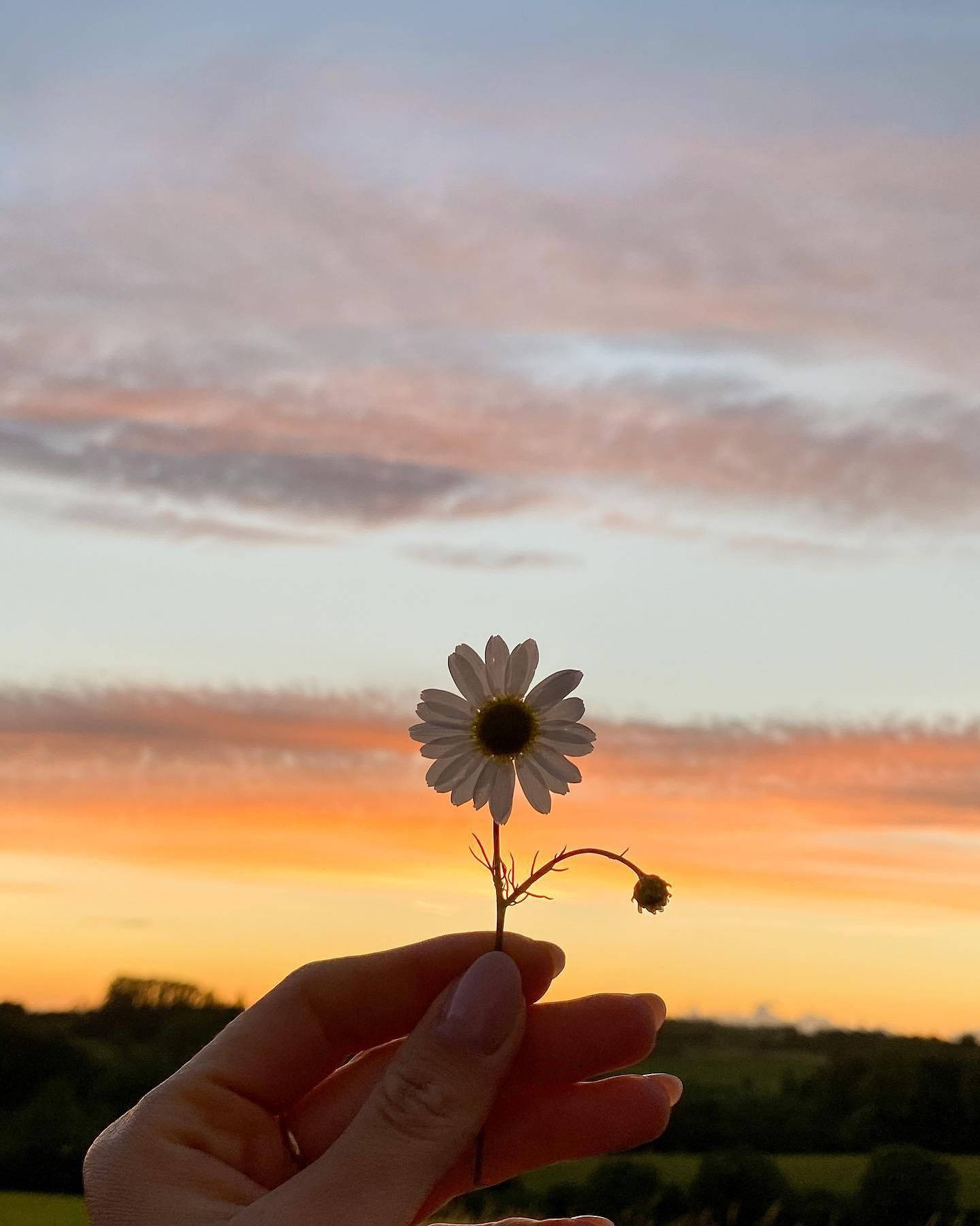 White Flower iPhone Wallpaper