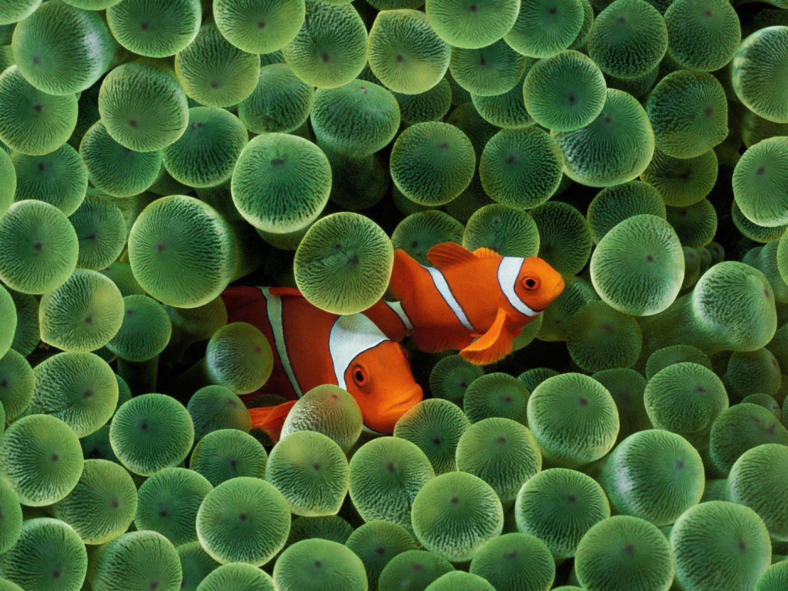 Fish Clownfish Sea Anemones Wallpaper