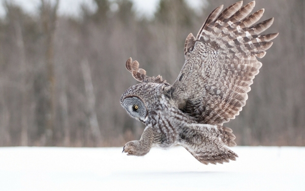 Animals Winter Owls Wallpaper Desktop