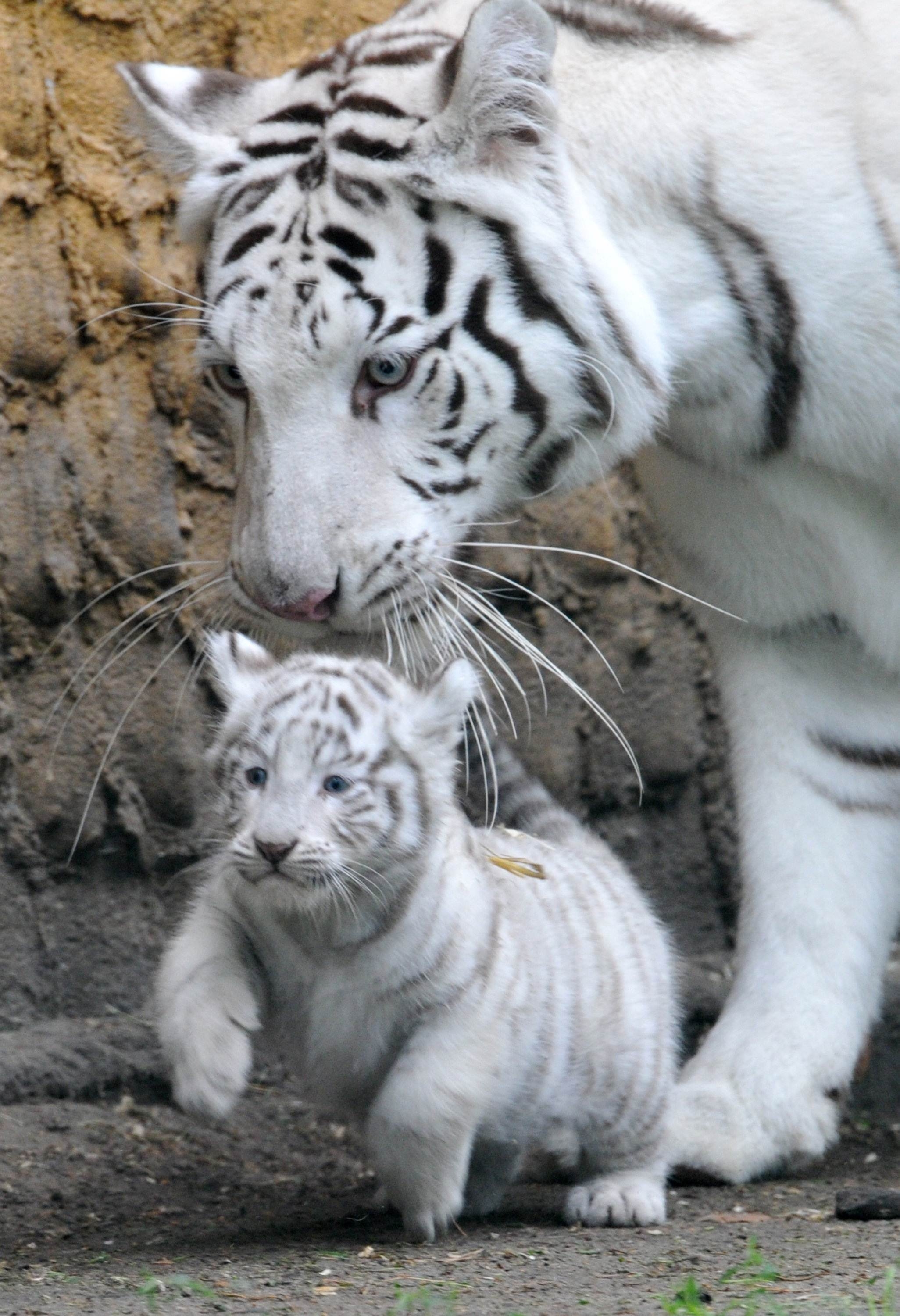 White Tiger Mother Wallpaper HD iPhone Tigers