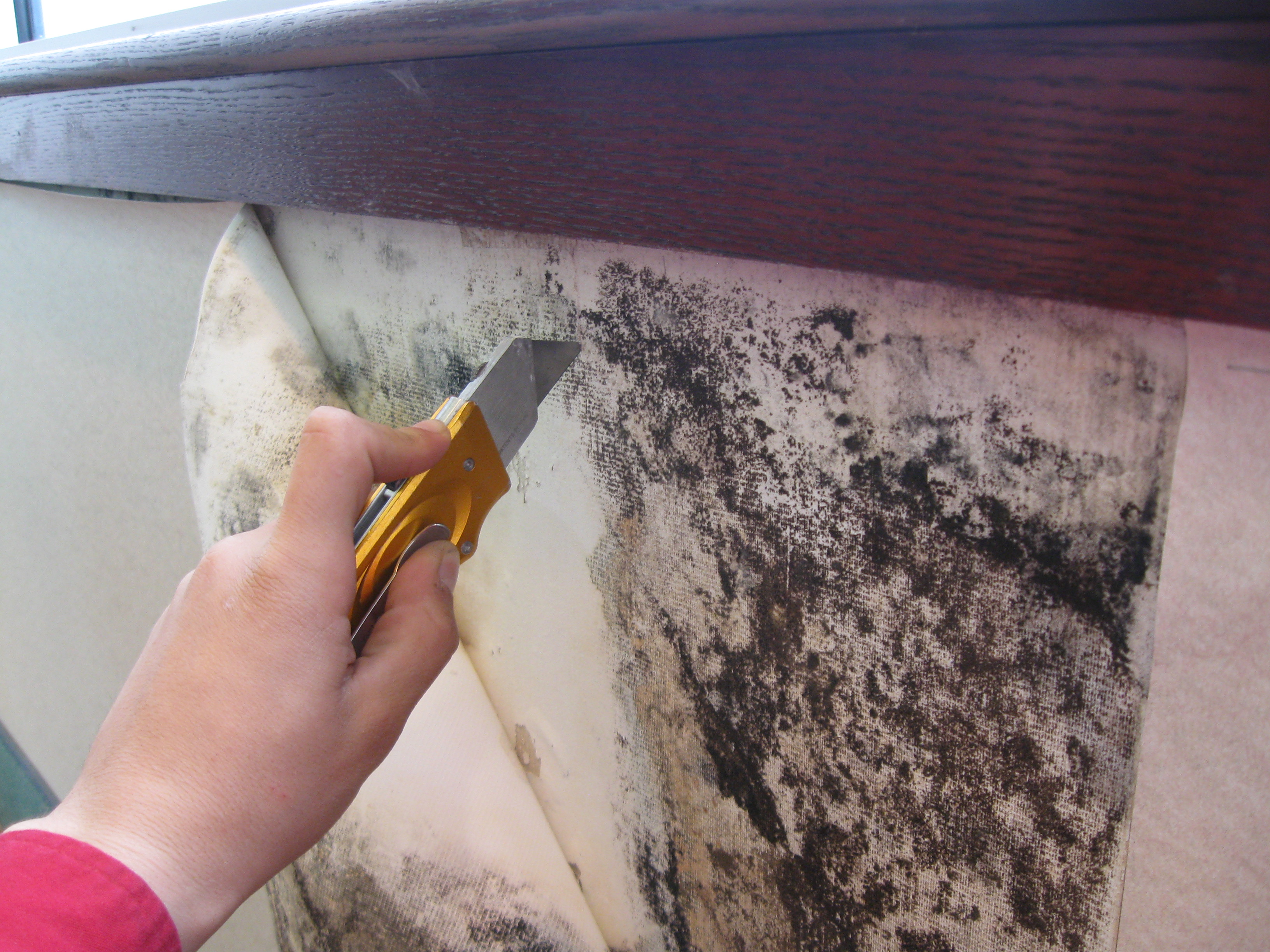 A Brief Guide to Mold Moisture and Your Home  US EPA