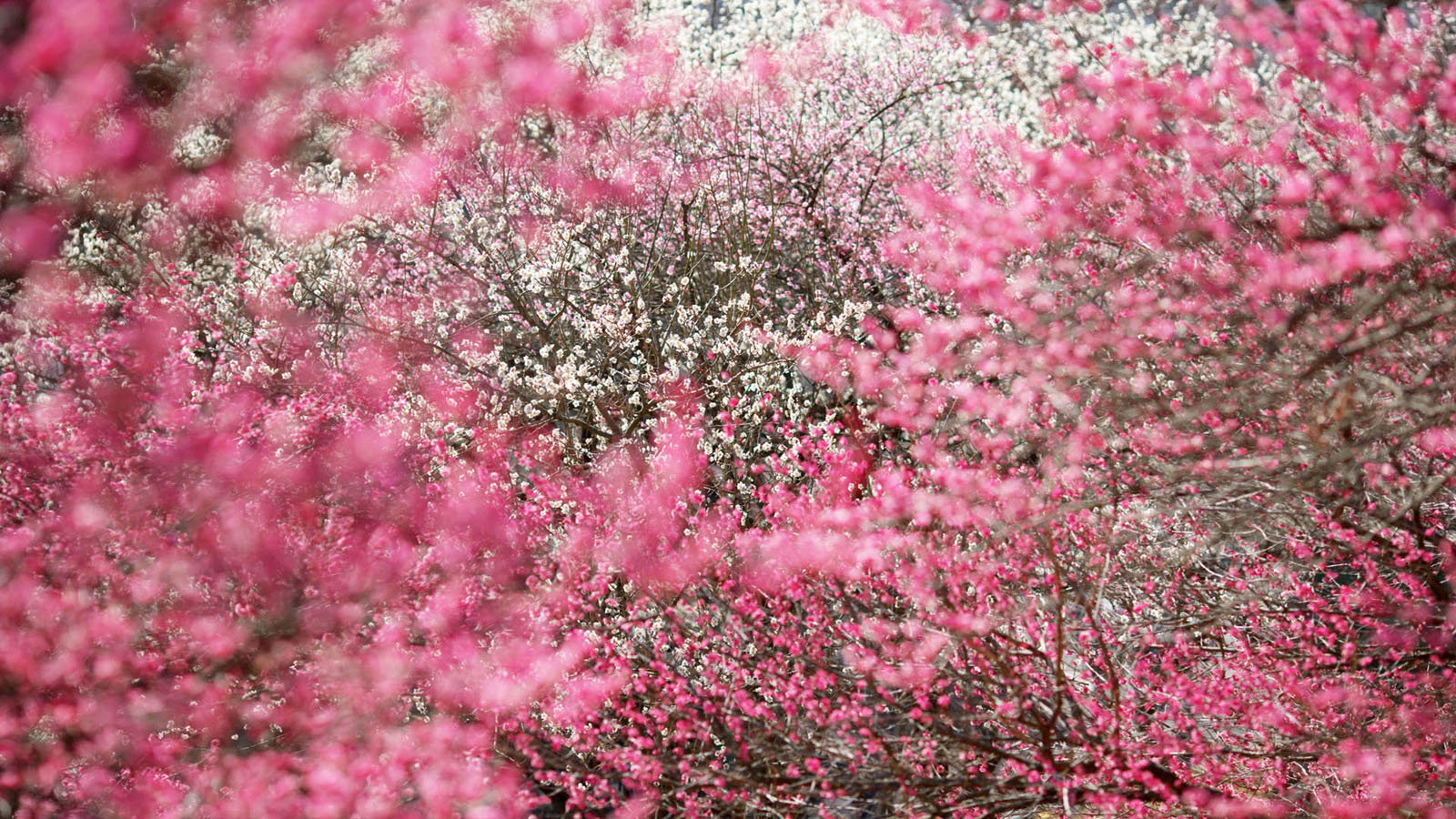 Spring Flowers Wallpaper For Your Desktop