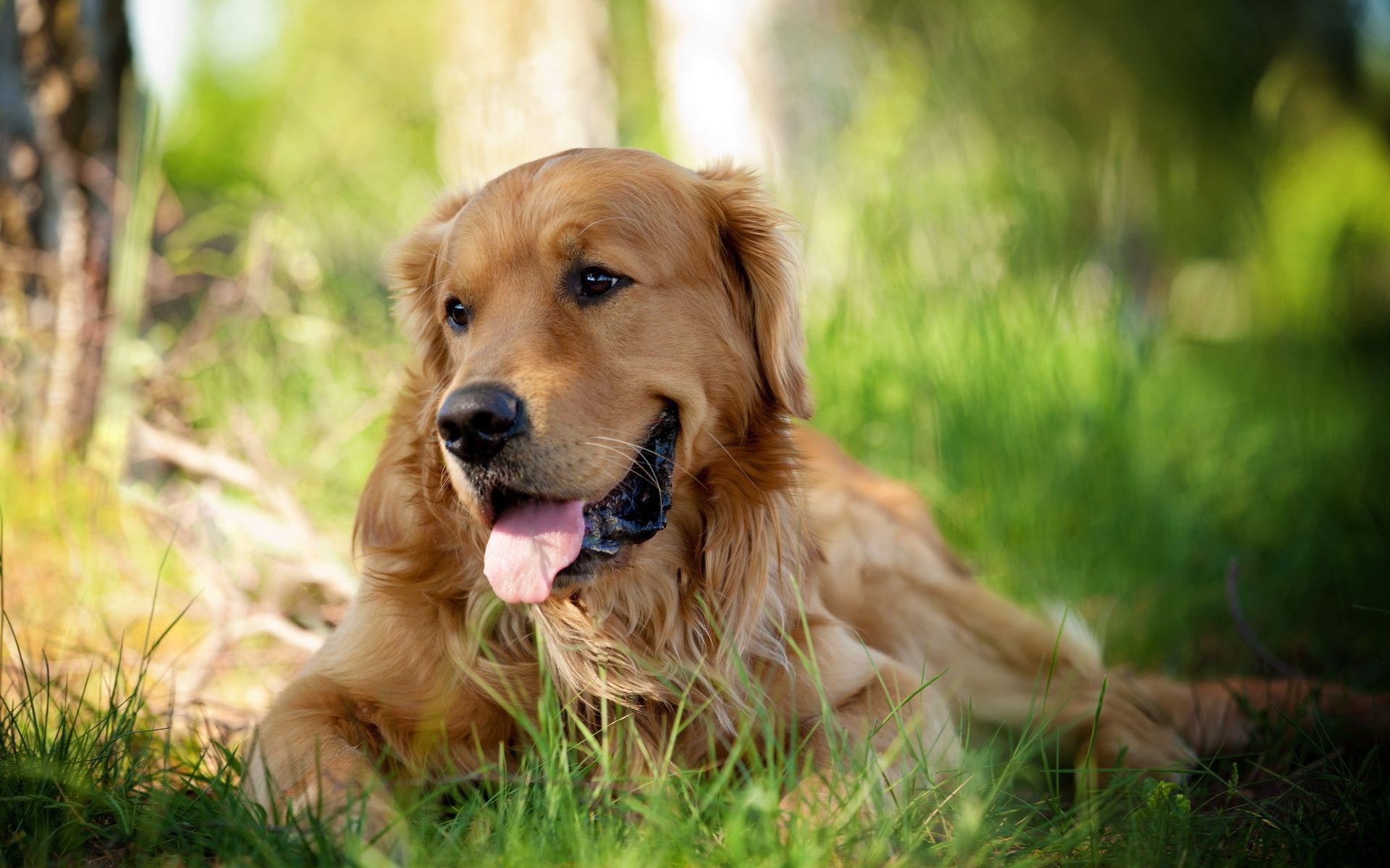 Golden Retriever Dog Wallpaper Pictures