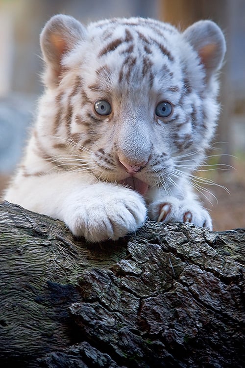 Beautiful White Tiger Cubs Wallpaper Amazing Wallpapers 500x750