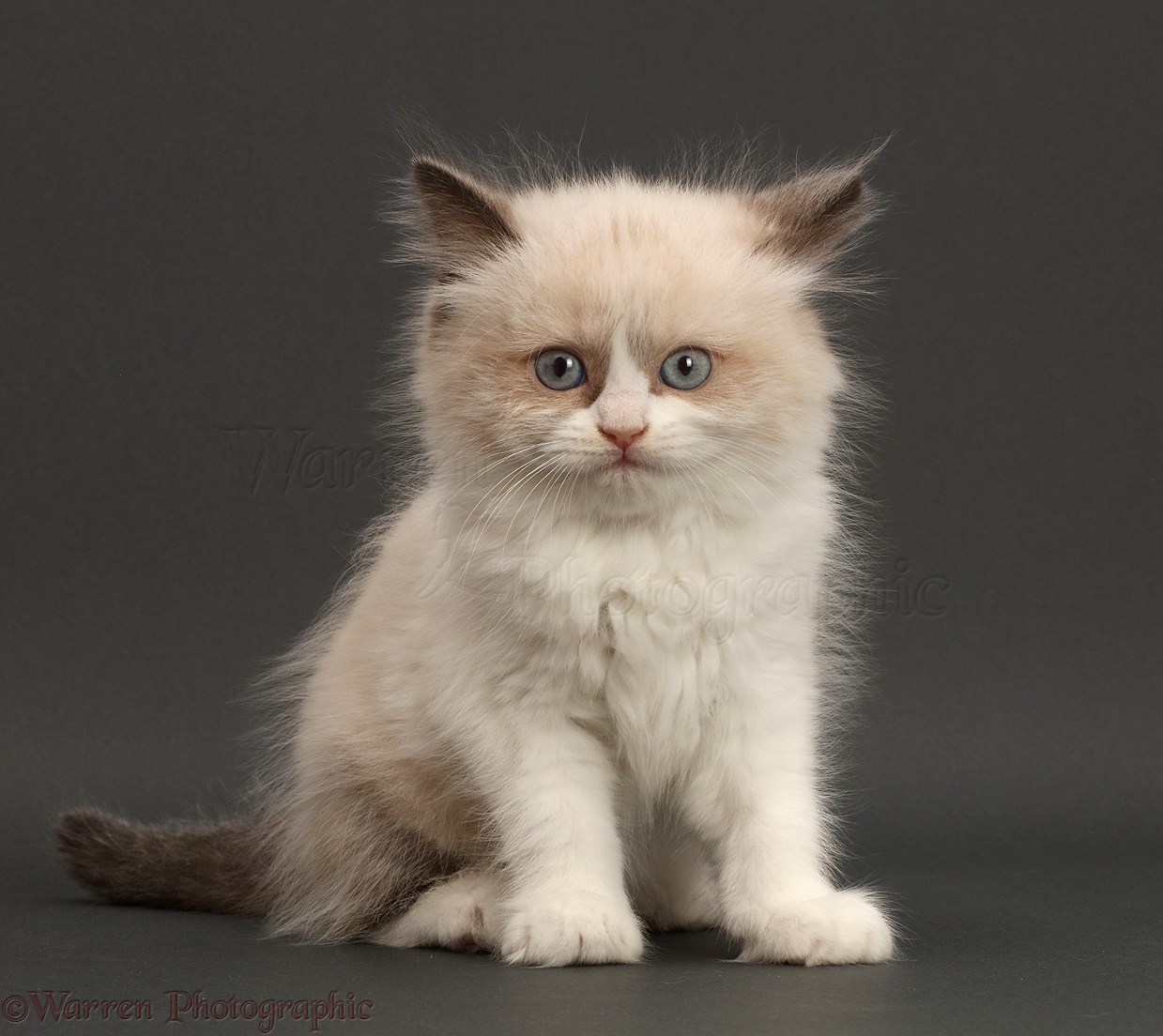 Persian X Ragdoll Kitten Sitting On Grey Background Photo Wp46621