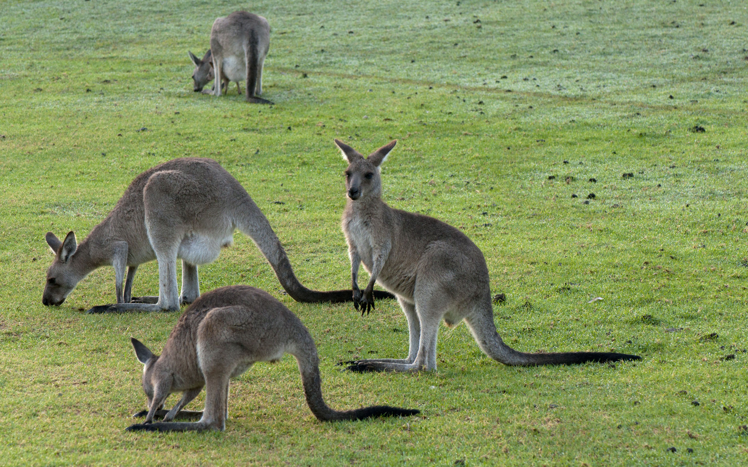 Kangaroo Puter Wallpaper Desktop Background