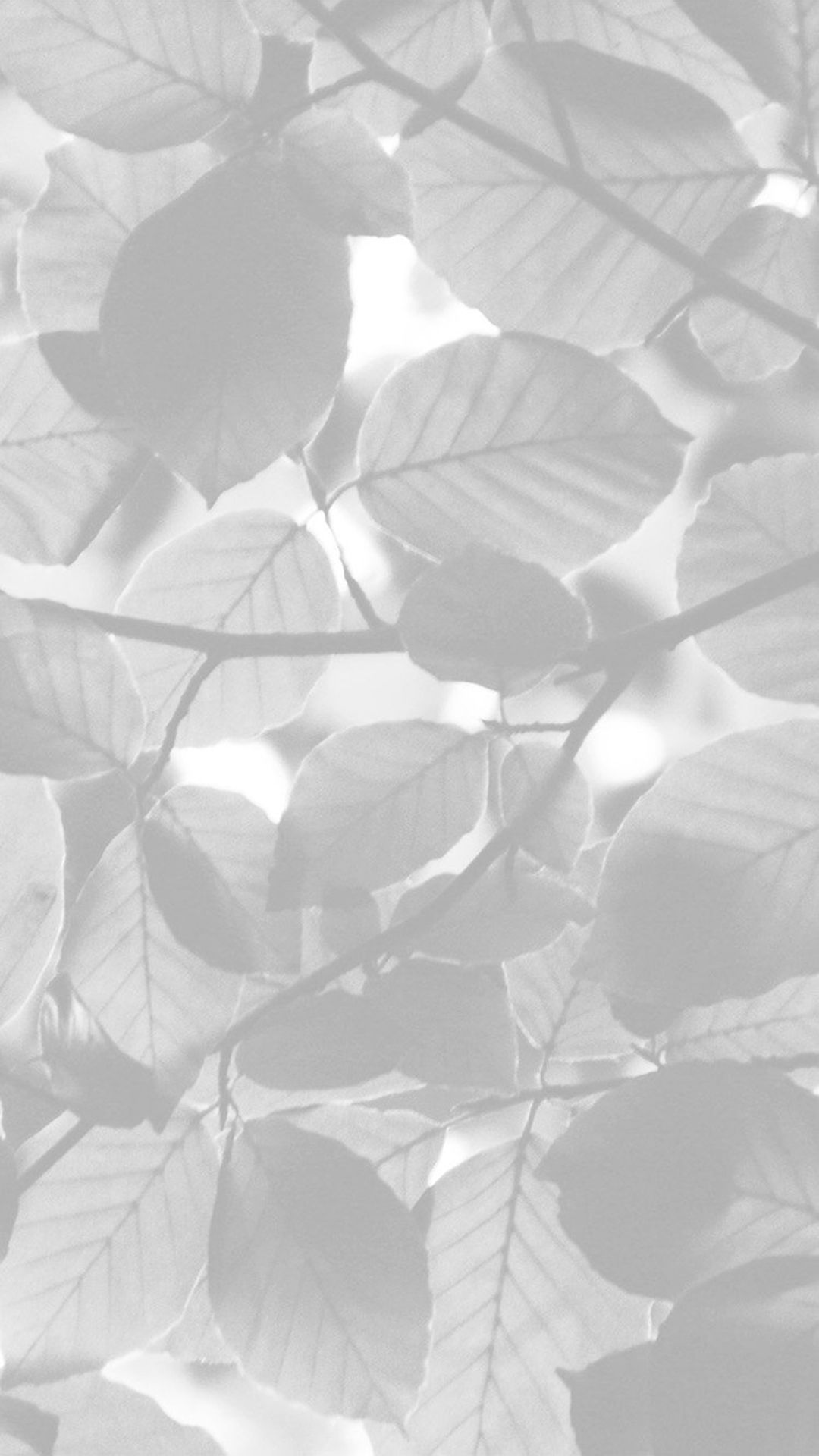 Aesthetic iPhone Wallpaper White