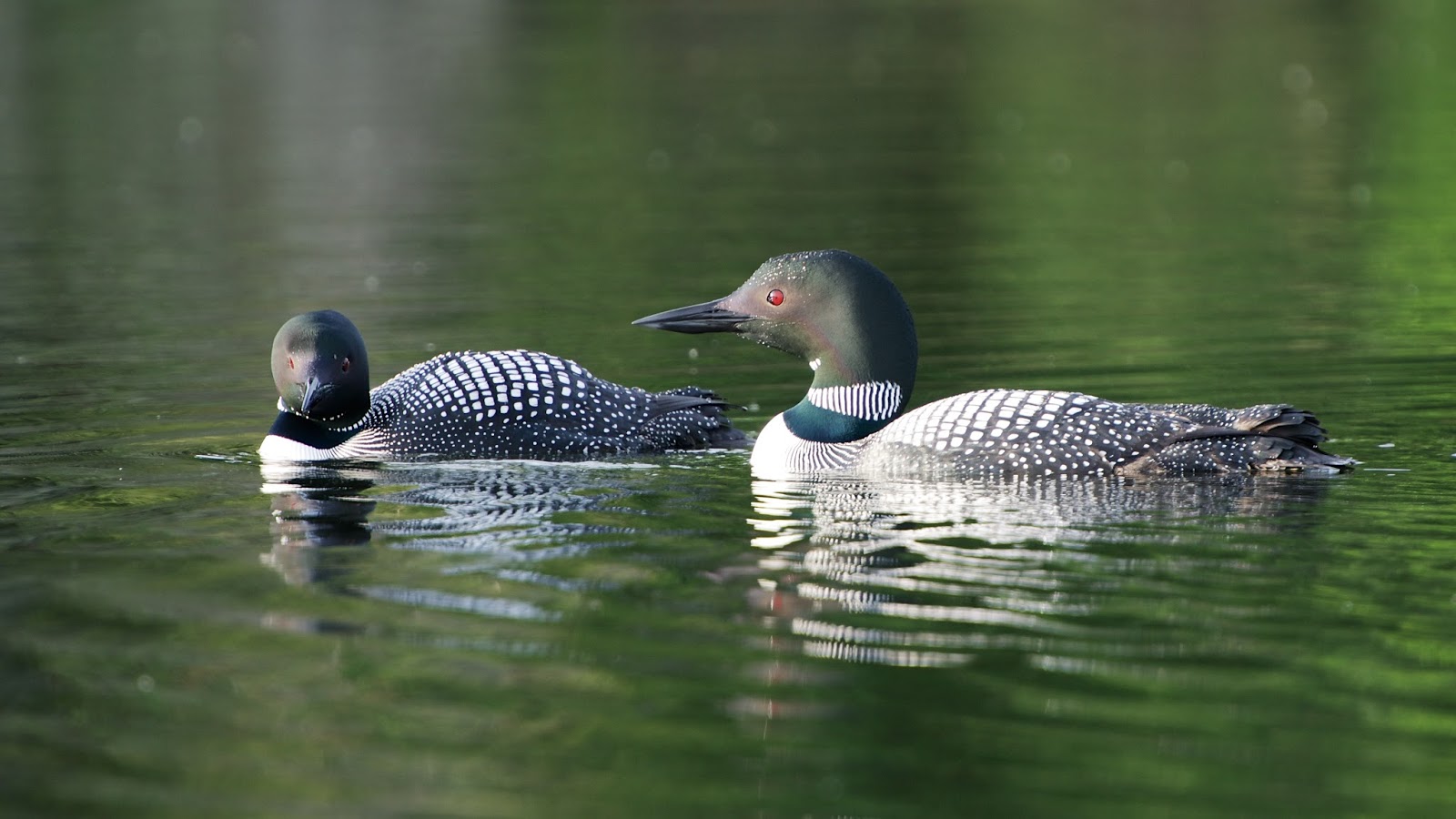Loons On A Lake Wallpaper Image